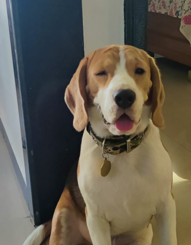 AyeDhanno's tweet photo. Trained him well ππ
#MiloTales
#MeraMilo
#MyJaana
#beagle
#dogsoftwitter https://t.co/BiS153CKRx