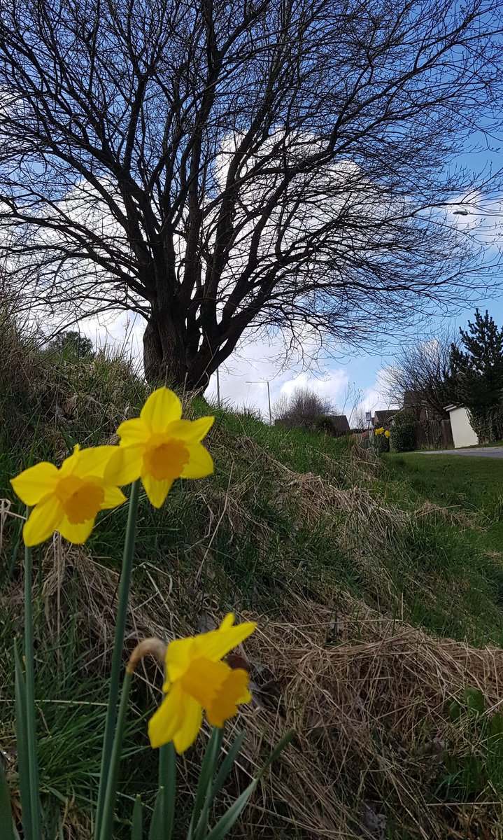 Lovely little lunchtime wellbeing walk around my estate reflecting on my morning at #SDDC21.
Walked past the local primary school and felt so much joy hearing the hubbub of a school lunchbreak spent outside in springtime.