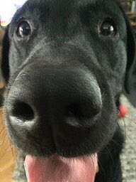 kazattacks's tweet image. Followers aren’t important, but let’s give a big high paw and #follow to @PD_DexterWBDOG for all the #pawesome work he is doing with the officers @metpoliceuk @MetTaskforce and for sharing the #Wellbeing love with @Ldn_Ambulance @LDNairamb @NHSBartsHealth @RoyalLondonHosp #boop