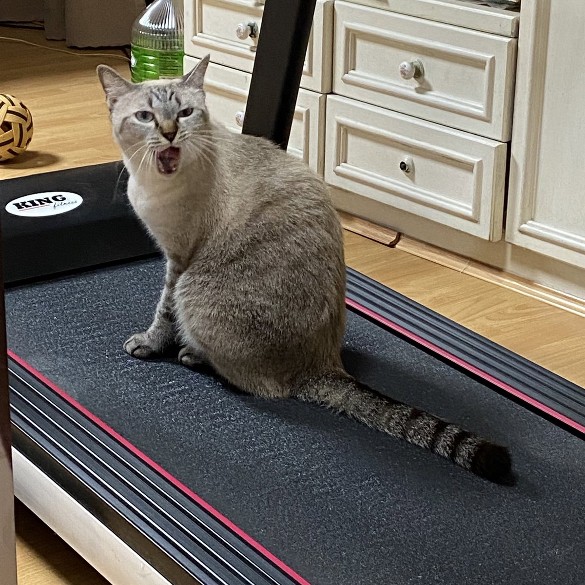 HEWJING_twt's tweet photo. เฮ้วตี้ๆกับหิวจิง มาออกกำลังกายกันค่า #휘징 #고양이 #สารคดีหิวจิงประจำวัน https://t.co/q8rnJj3z33