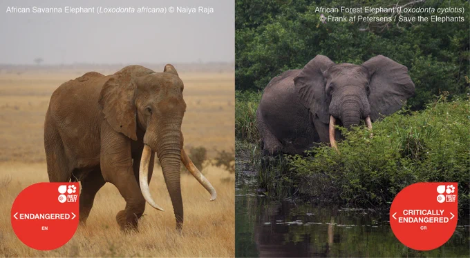 Left: African Savanna Elephant, Endangered, right: African Forest Elephant, Critically Endangered