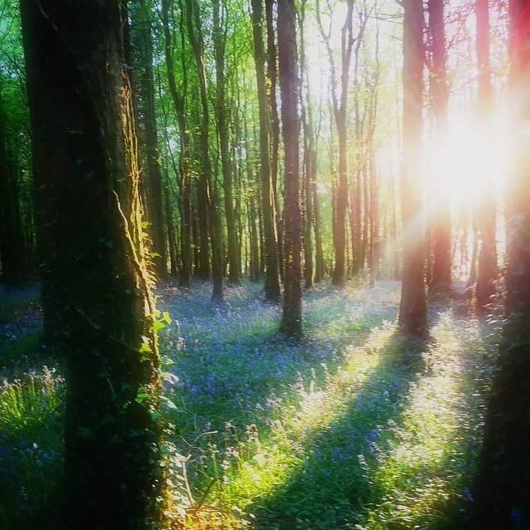 discoverlderg's tweet image. On #NationalTreeWeek2021 we quote #SirDavidAttenborough
&quot;Ancient trees are precious. There is little else on Earth that plays host to such a rich community of life within a single living organism.&quot;
What&apos;s your favourite tree around Lough Derg? We have many. Let&apos;s fill Twitter!