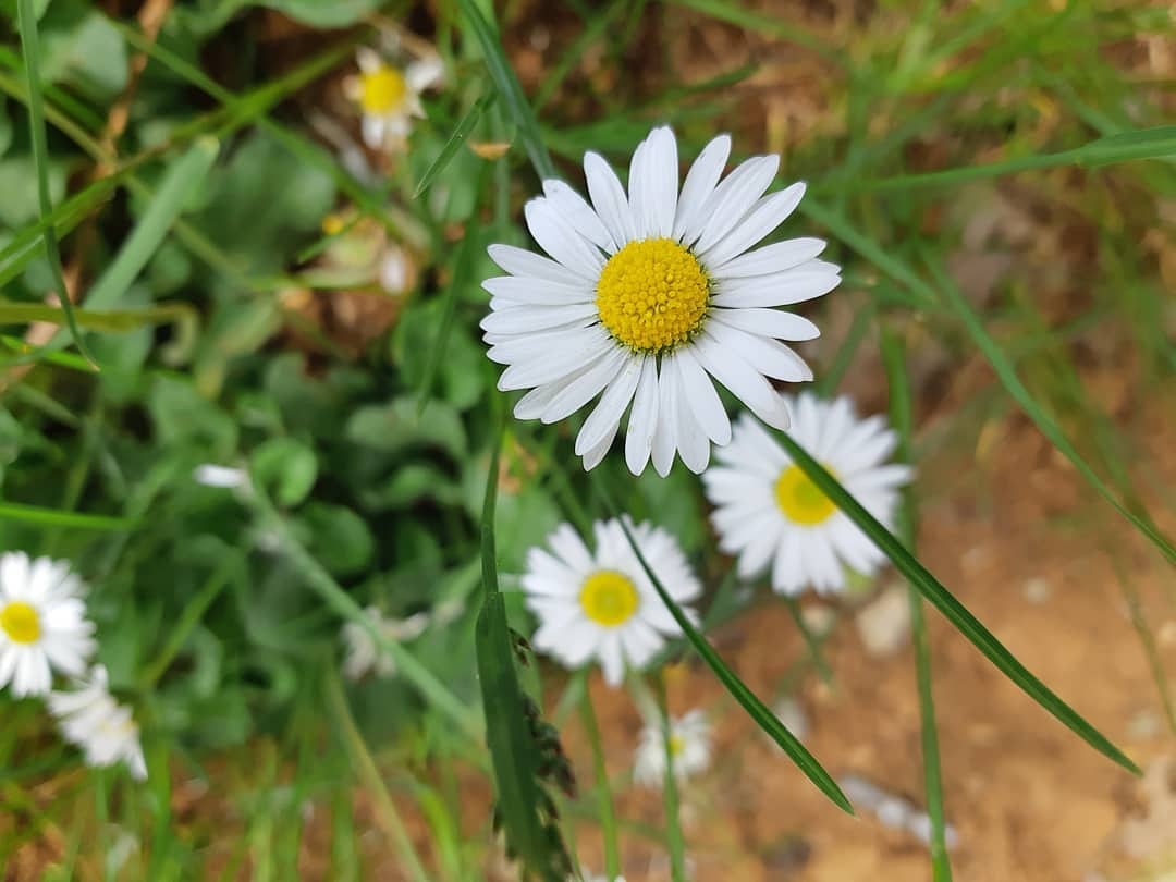 FIakecam's tweet photo. I'm pretty confident 
#nature #flowers #beautiful https://t.co/uYkviZdgvH