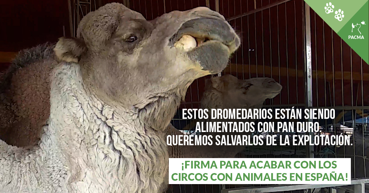 🐪 "Tener a un animal tan andador encerrado es como un duro castigo para ellos". Es uno de los fragmentos referentes a los dromedarios del informe veterinario que hemos presentado sobre los animales del Circo Roma Dola.

Queremos salvarlos. ¡Ayúdanos!

firmas.pacma.es/liberemos-a-si…