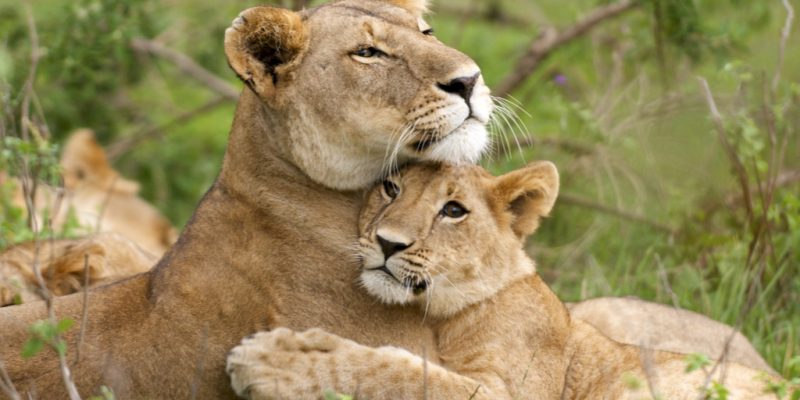 AfricanTrips1's tweet photo. @Know_Ke @kenyapics @visit_east @Tembea_Kenya @magicalkenya @kwskenya @whispers254 #WeKnowBetter #KnowKenya #NaturePhotography  #tembeakenya #magicalkenya #nature #wildlife #wildlifephotography #photography #Africa #Adventure #Safari
Hello Thursday 
Do You need Information about Kenya Safaris 
Here: https://t.co/1E2k3FXlQE https://t.co/MpWaGddb8G