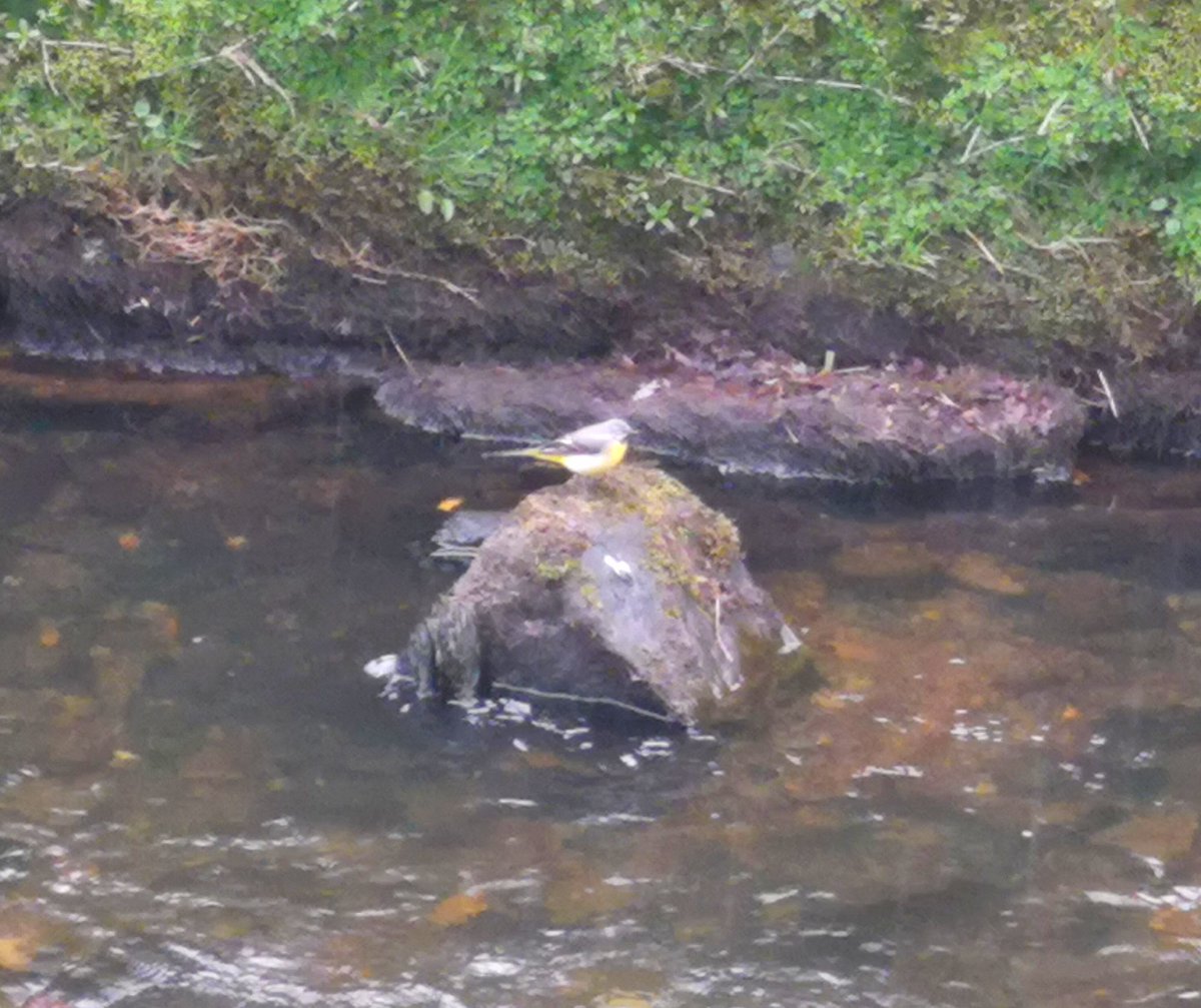 A bright and cheery visitor to the park burn #GreyWagtail #ScottishWildlife #StrathavenPark