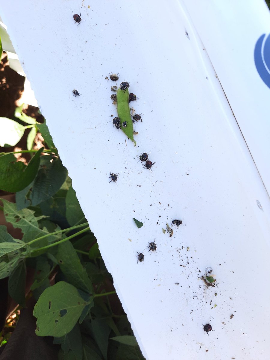 ScandoloNicolas's tweet photo. Sigue en aumento la población de chinches en la zona centro/norte de Córdoba
Sojas en R6 🌱
#soja #soybean #monitoreo #insecticidas #fitosanitarios #cordoba #cultivos #chinches #nezara #dichelops #edessa #piezodorus @Syngenta_ar #engeo https://t.co/qDP6QyBQc2