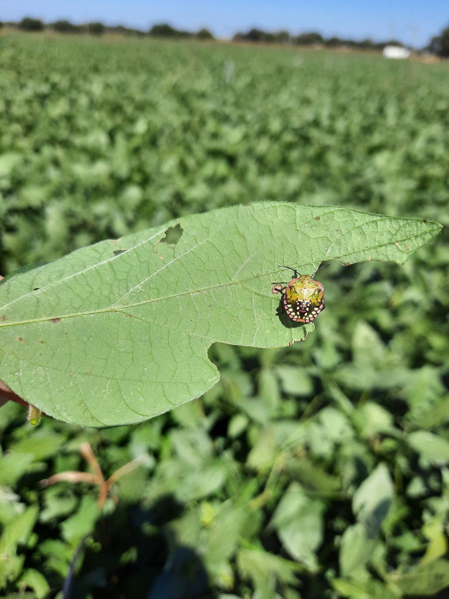 ScandoloNicolas's tweet photo. Sigue en aumento la población de chinches en la zona centro/norte de Córdoba
Sojas en R6 🌱
#soja #soybean #monitoreo #insecticidas #fitosanitarios #cordoba #cultivos #chinches #nezara #dichelops #edessa #piezodorus @Syngenta_ar #engeo https://t.co/qDP6QyBQc2