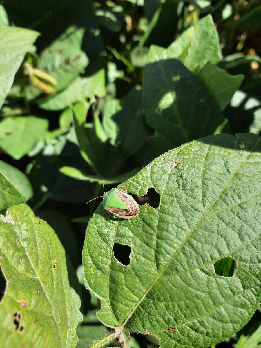 ScandoloNicolas's tweet photo. Sigue en aumento la población de chinches en la zona centro/norte de Córdoba
Sojas en R6 🌱
#soja #soybean #monitoreo #insecticidas #fitosanitarios #cordoba #cultivos #chinches #nezara #dichelops #edessa #piezodorus @Syngenta_ar #engeo https://t.co/qDP6QyBQc2