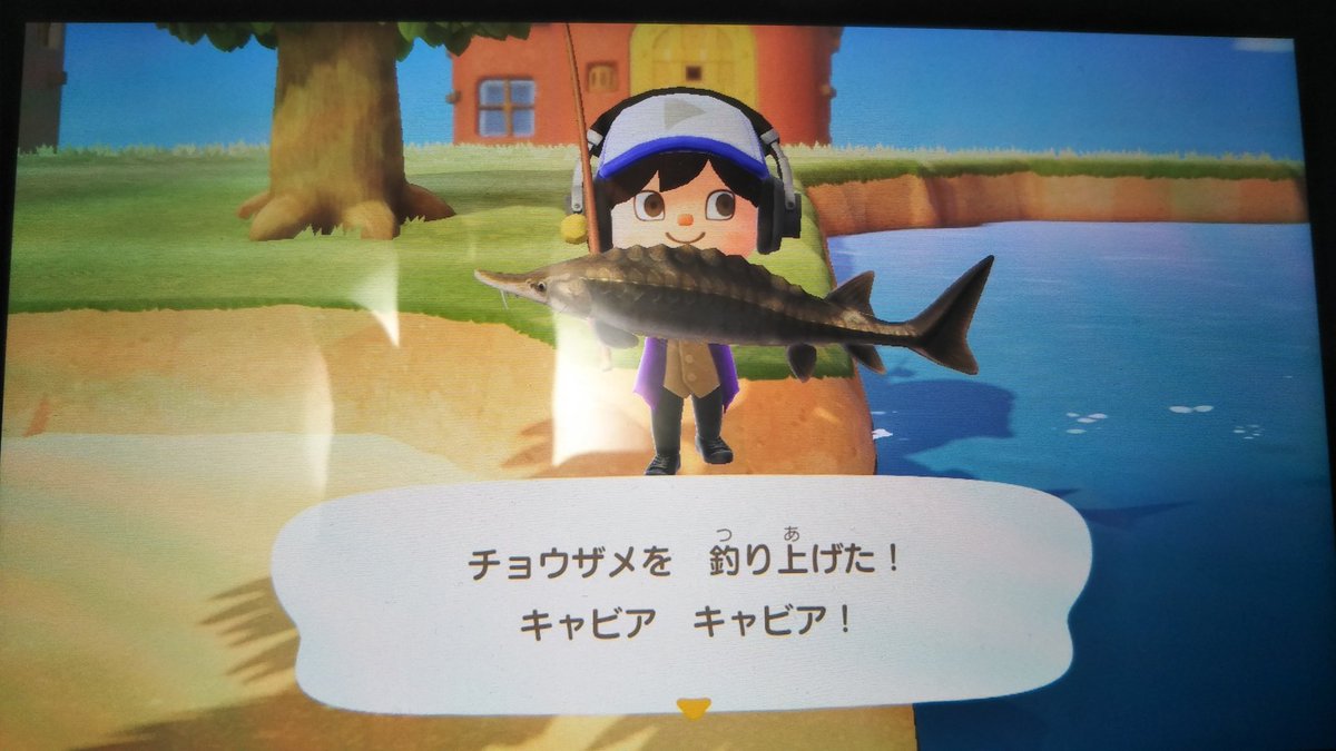スパゲームの日常 今日のあつ森日記 今日も自分の島で釣りをしました 今回釣った魚はコチラ チョウザメ です 自分の中で思ったんだけど ん これレアじゃね と思った 一旦フータのところへ見せたら 3億年前に存在している川の魚らしいです