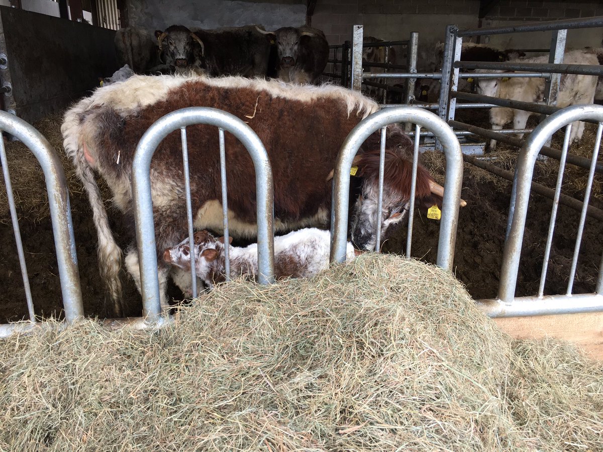 Cornbury House Farm tweet media