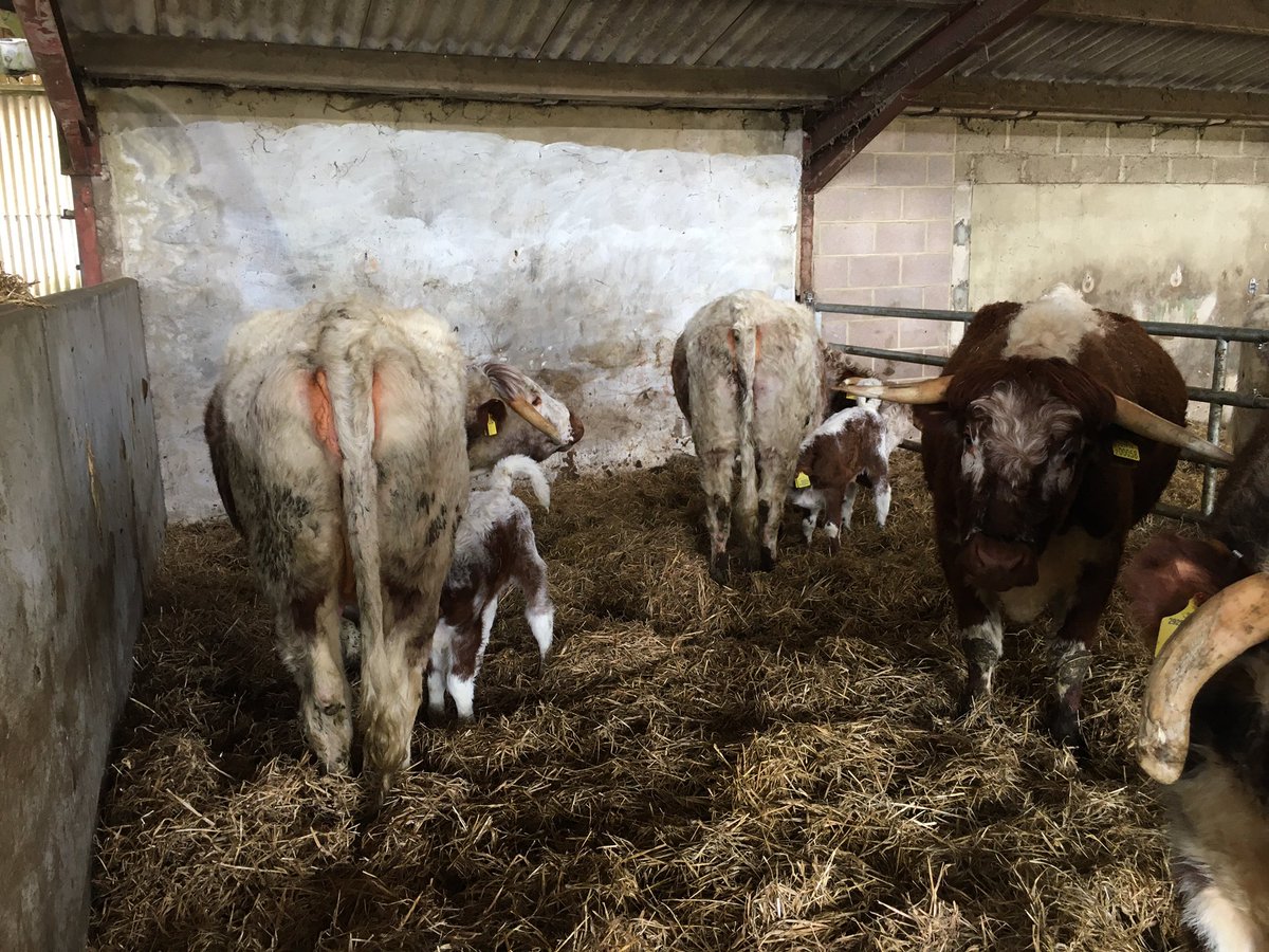 Cornbury House Farm tweet media