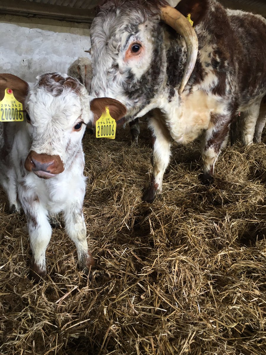 Cornbury House Farm tweet media