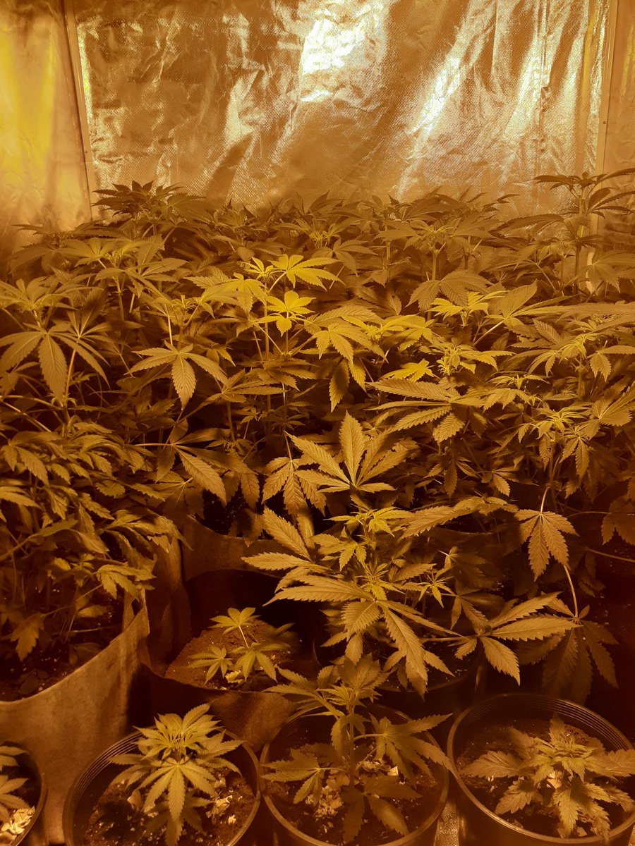 genetics_m's tweet photo. Bannana breath crossed with deathstar will post finished product later in week #weed #cannabis #homegrown #maine #legalmarijuana #thc #caregiversparadise https://t.co/8jPnExLDXU