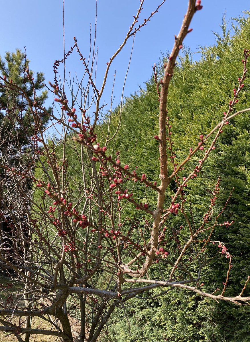 ndnitin's tweet photo. Spring knocks! Woke up to this pleasant sight of beautiful tiny buds that have miraculously appeared on previously bare branches. A lovely reminder of how beautiful change can truly be! https://t.co/nxMsy2cKdK