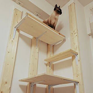 lsna_1300R's tweet photo. 引っ越したらこんな感じのキャットタワー作��ー🐱 https://t.co/XagP6CDWia