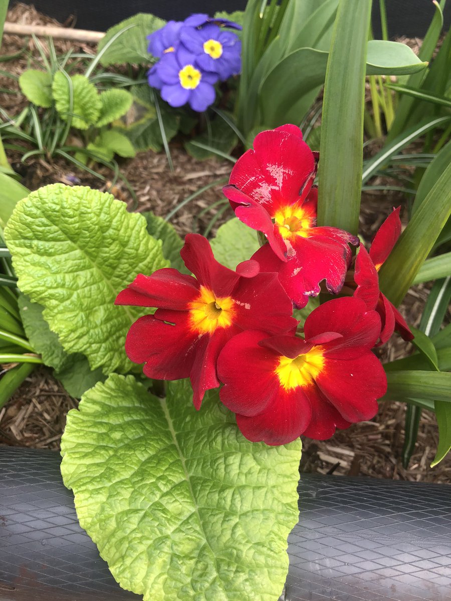 LettsomGrow's tweet photo. Our primroses and daffodils 
#LettsomGrow @Projectsurgery1 https://t.co/NQ2DPZPVKS