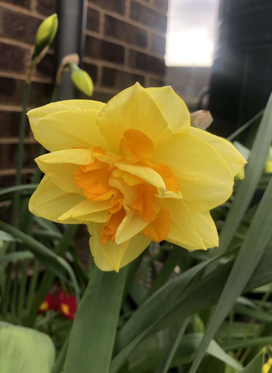 LettsomGrow's tweet photo. Our primroses and daffodils 
#LettsomGrow @Projectsurgery1 https://t.co/NQ2DPZPVKS