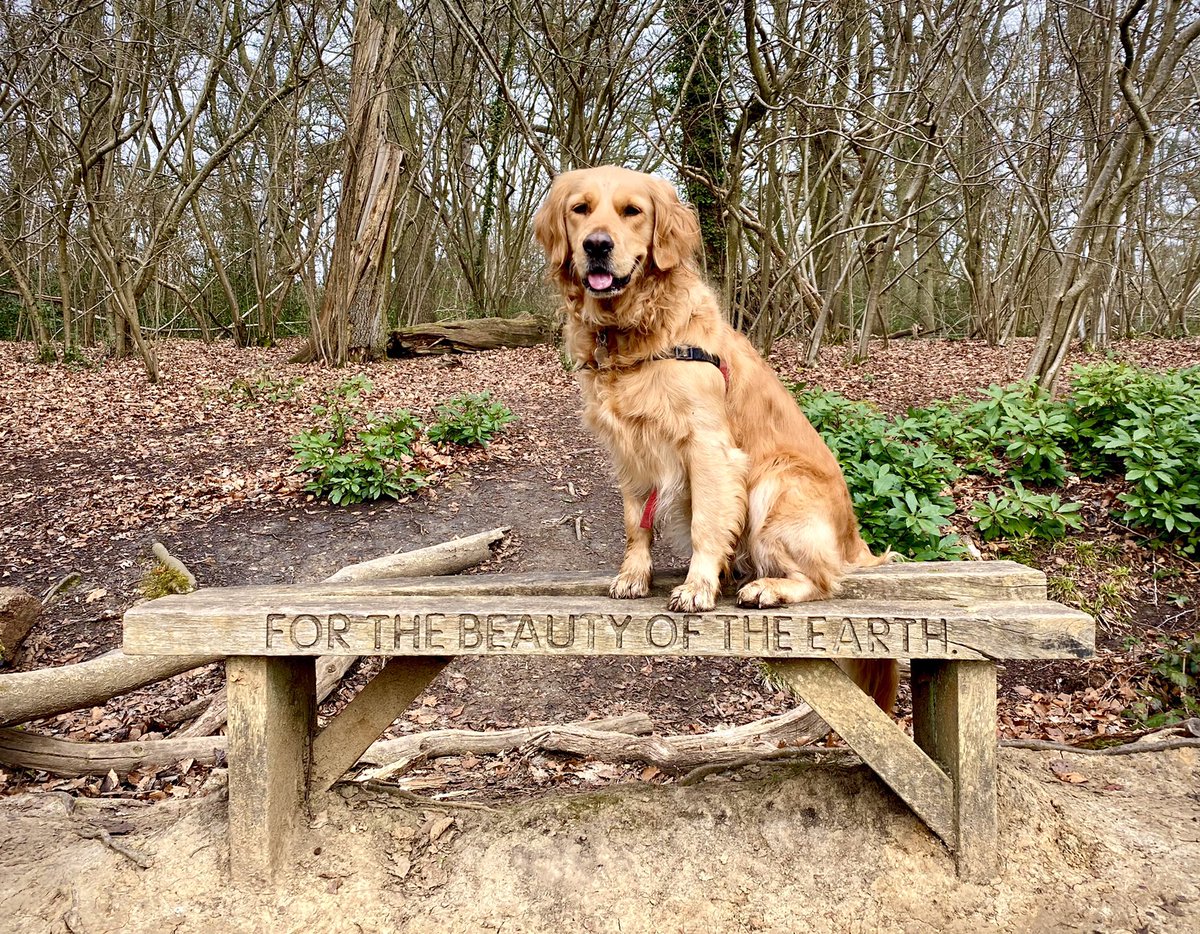 CorkieMoore's tweet photo. Thank goodness for my dog who takes me out for a daily walk! #Freshair #readyfortheday #mentalwellness #homeworklife https://t.co/MTuTikgluU