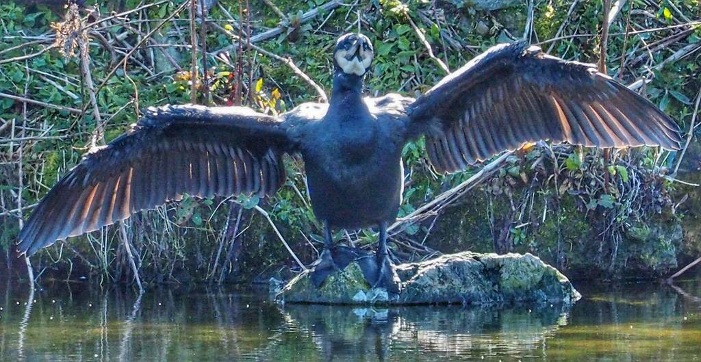 Anglesey socialmedia tweet media