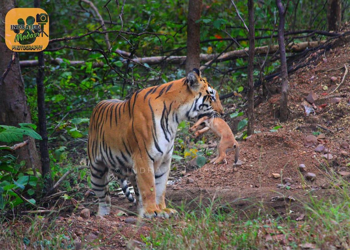bhlab_india's tweet photo. As a follow up to our recent paper, here's a peak into what #competition looks like - #Tigers vs #Dholes! 🦊🐯 # Check it out if you haven't already:-  https://t.co/lIhS30Z6xa (photo credits- as given on the image) @Aishwarya_be @otocolobus @wildwithwolves @paragnigam09 https://t.co/AlS2apoiAh