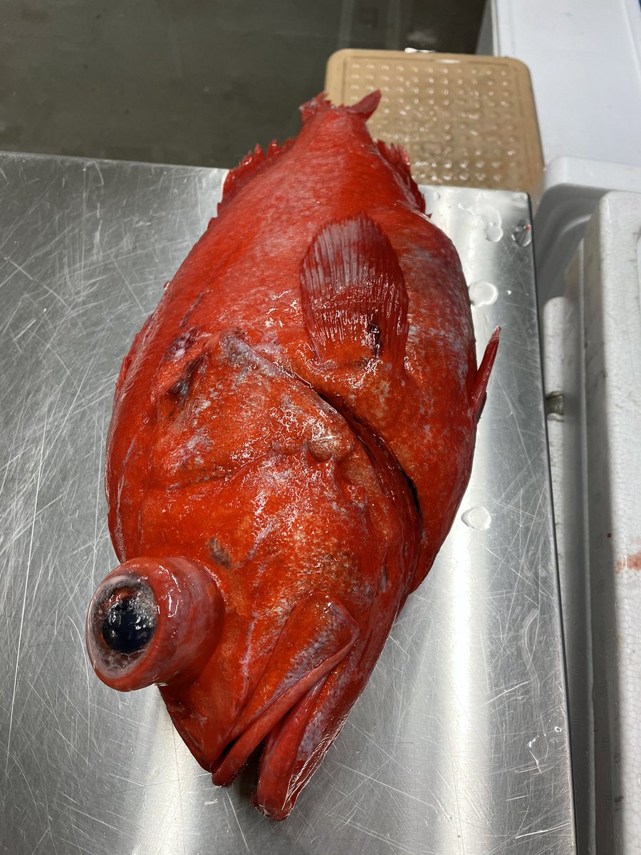 野村 信彰 Nomura Nobuaki 魚の種類によるが 赤い魚系は氷水につけると白くなってしまうけど 青魚系は氷水につけないと色が落ちる 小さい知識だけどそれは最後に料理に落とし込まれる 今日学んだ豊洲でのヒトコマ