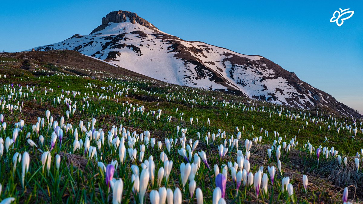 🇬🇧
If you love flowers, you know the feeling. You wait a year for a few weeks of floral glory. So when you find an easy stroll to go and view a beautiful crop of blooms, it’s something to treasure.

[📍 Monte Bondone in <a href="/AptTrento/">DiscoverTrento</a> |📷M. Simonini]
#visittrentino