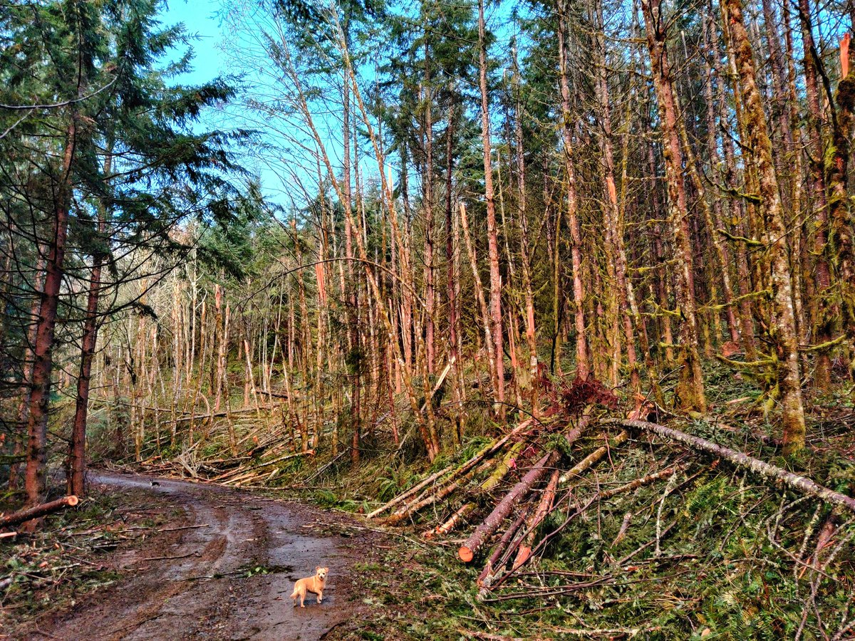 Damage from the ice storm of-February 12-13 2021. Seen while hiking. #hiking #hike  #loggingroad #icefall #icestorm #icestorm2021 #obstruction #damage #weather #fallentrees #tragic #beavercreekoregon #forest #rescuedog #damage