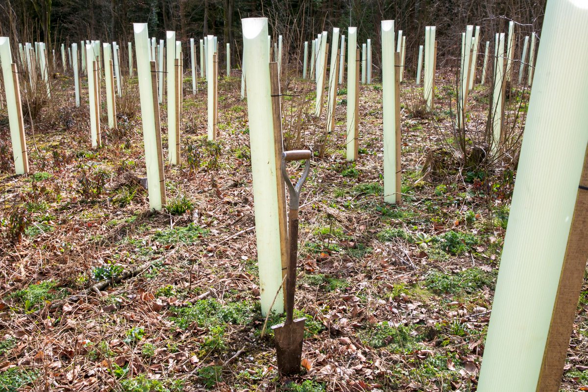 ForestryEngland's tweet photo. West Wood was affected by Chalara last year, and we had to remove hundreds of ash trees. 

We’re so happy to share the positive news that we planted 2,000 trees at the site with @GroundControlGC on 19 March 2021. 

We can’t wait to see this site thrive. #TreePlanting https://t.co/gp76cS4kQB
