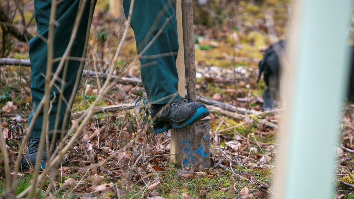 ForestryEngland's tweet photo. West Wood was affected by Chalara last year, and we had to remove hundreds of ash trees. 

We’re so happy to share the positive news that we planted 2,000 trees at the site with @GroundControlGC on 19 March 2021. 

We can’t wait to see this site thrive. #TreePlanting https://t.co/gp76cS4kQB