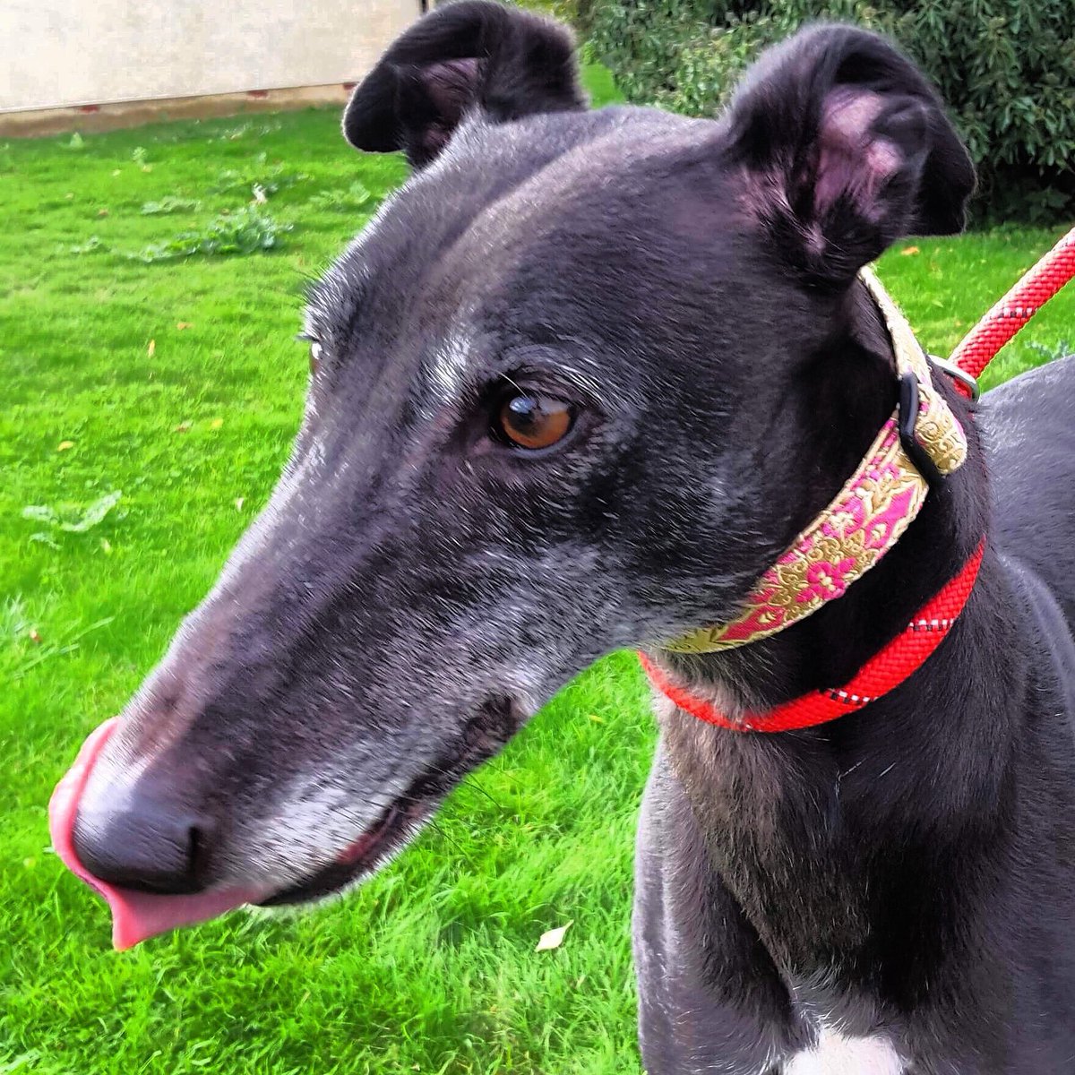 Retired Greyhounds Canterbury tweet media