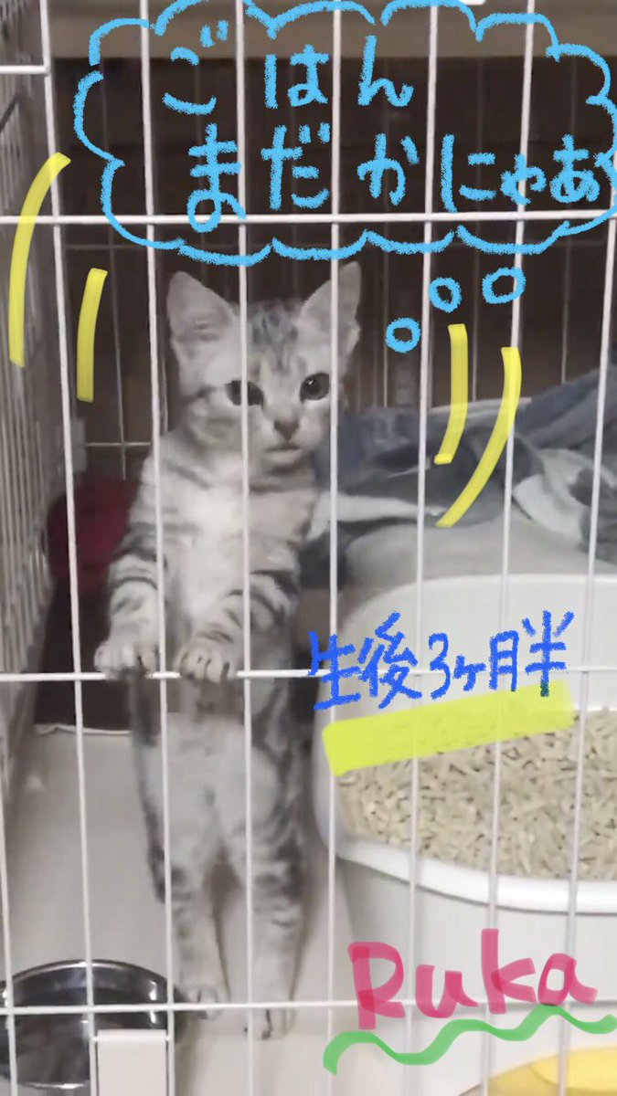 Ruka540Nico's tweet photo. ごはん準備中の
待ってる時のポーズが
大好きです😽🍚💖🎶✨😂🥰

ルカちゃん。。。大きくなったね🍀
長ーーーーーくなったね😹😂🤣

必ず2本足になっちゃうにゃんよ😻🍚
#猫好きさんとつながりたい #猫写真
#アメリカンショートヘア #ごはん待ち
#猫のいる生活 #猫のいる暮らし #子猫 https://t.co/AVmExd8cLa