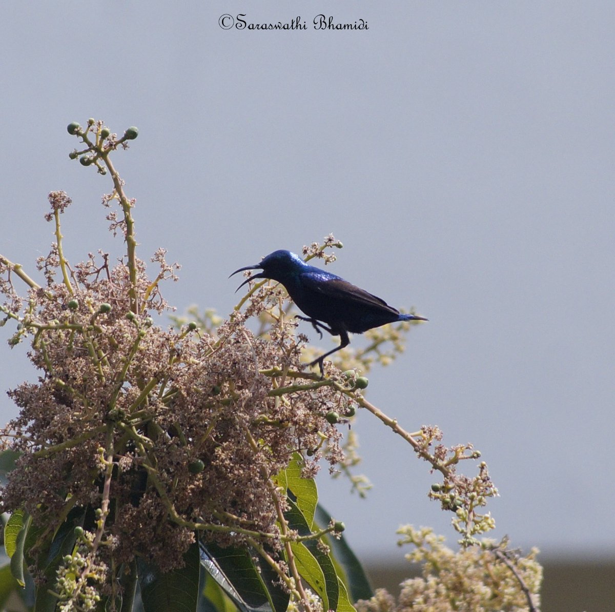 SaraswathiBL's tweet photo. Lunch Hour : Purple Sun Bird 

#BirdsSeenIn2021 #NaturePhotography #birds #BIRDSTORY #birdsphotography #TwitterNatureCommunity @ThePhotoHour #Sonyalpha58 https://t.co/DwcJ6ki1l5