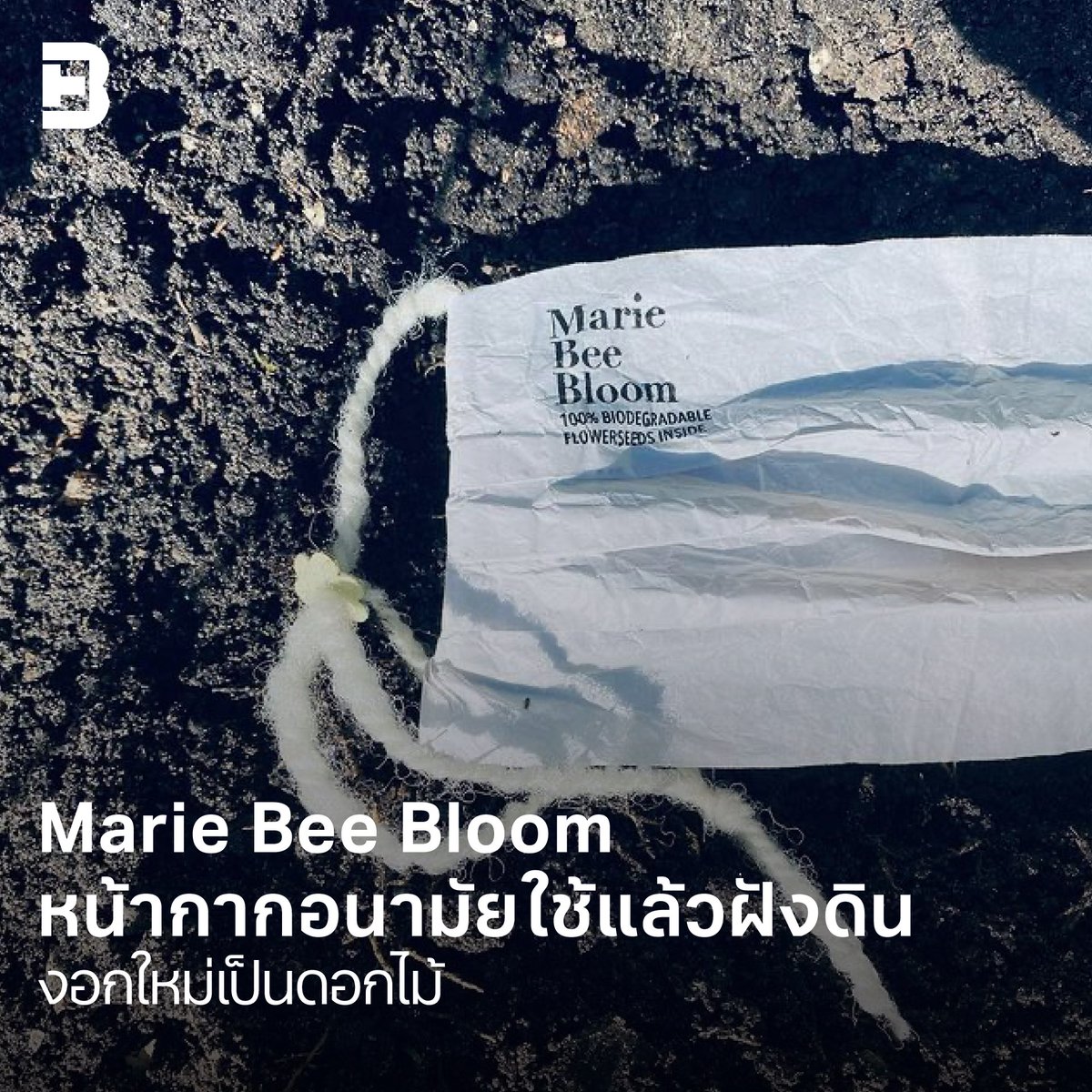 BrandThinkme's tweet photo. #MarieBeeBloom หน้ากากอนามัยใช้แล้วทิ้ง แถมฝังดินงอกใหม่เป็นดอกไม้
.
Marianne de Groot-Pons กราฟิกดีไซเนอร์ชาวเนเธอร์แลนด์ เกิดไอเดียทำหน้ากากอนามัยจากกระดาษข้าว พิเศษด้วยการแปะเมล็ดพันธ์ุดอกไม้ไว้บนหน้ากาก พร้อมปลูกเมื่อไม่ใช้
.
อ่านต่อ: https://t.co/stdzvtdVdQ
#BrandThink https://t.co/qAu94wCwf2