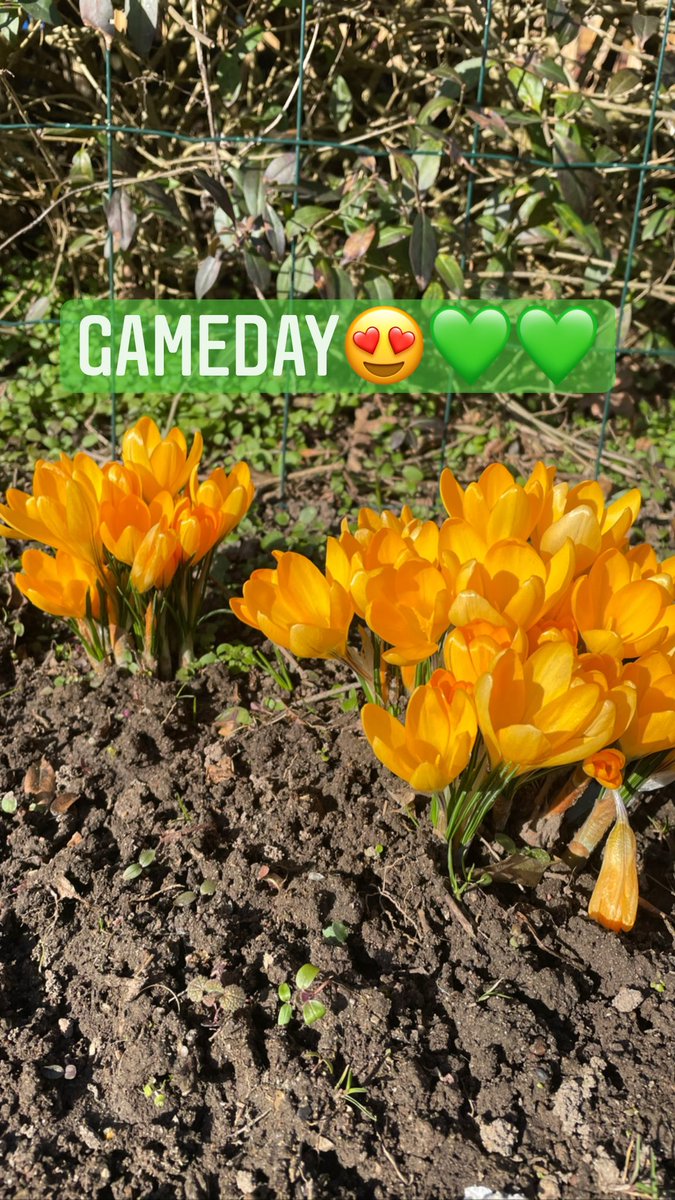 annateresf's tweet photo. 😍💚 #krokushockey #röglebk https://t.co/MkpqftePrc
