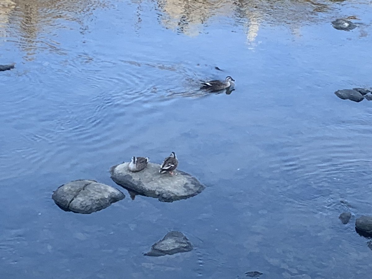 minc1ec1e's tweet photo. @drken1215 もう春カモ🦆 https://t.co/805BsA9zdf