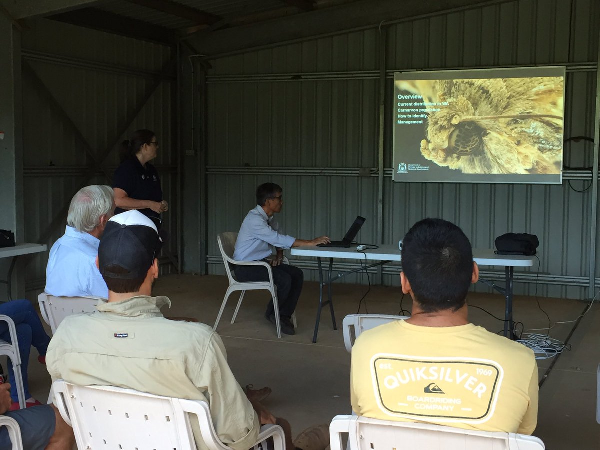 traininggrowers's tweet photo. Continuing from last night, VegesWA  and @DPIRDWA we are now in Carnarvon. @profspaff talking about fall army worm in Carnarvon. https://t.co/uRgrBTn4SF