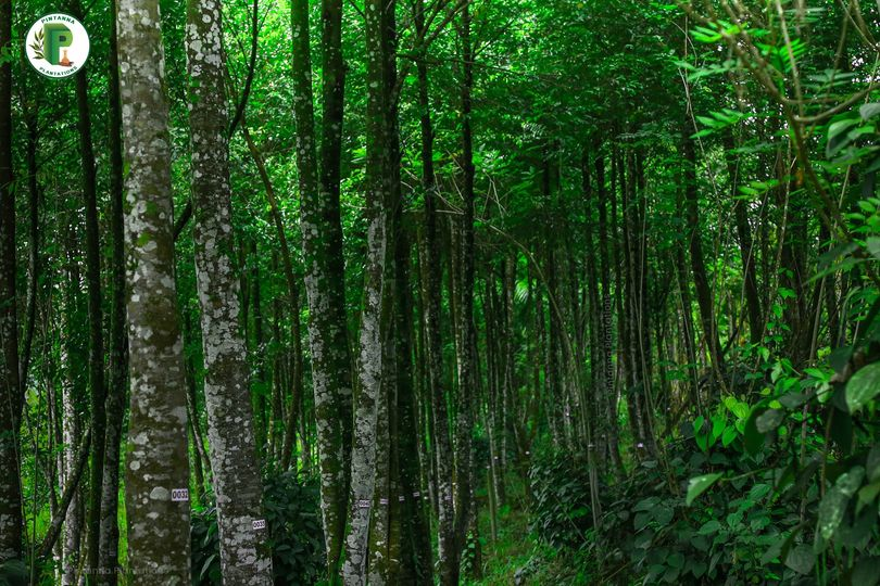 Pintannagroup's tweet photo. A fascinating stretch of agarwood trees from our Ayagama Estate purchased by one of our premium customers. https://t.co/j3HSd9SJPe