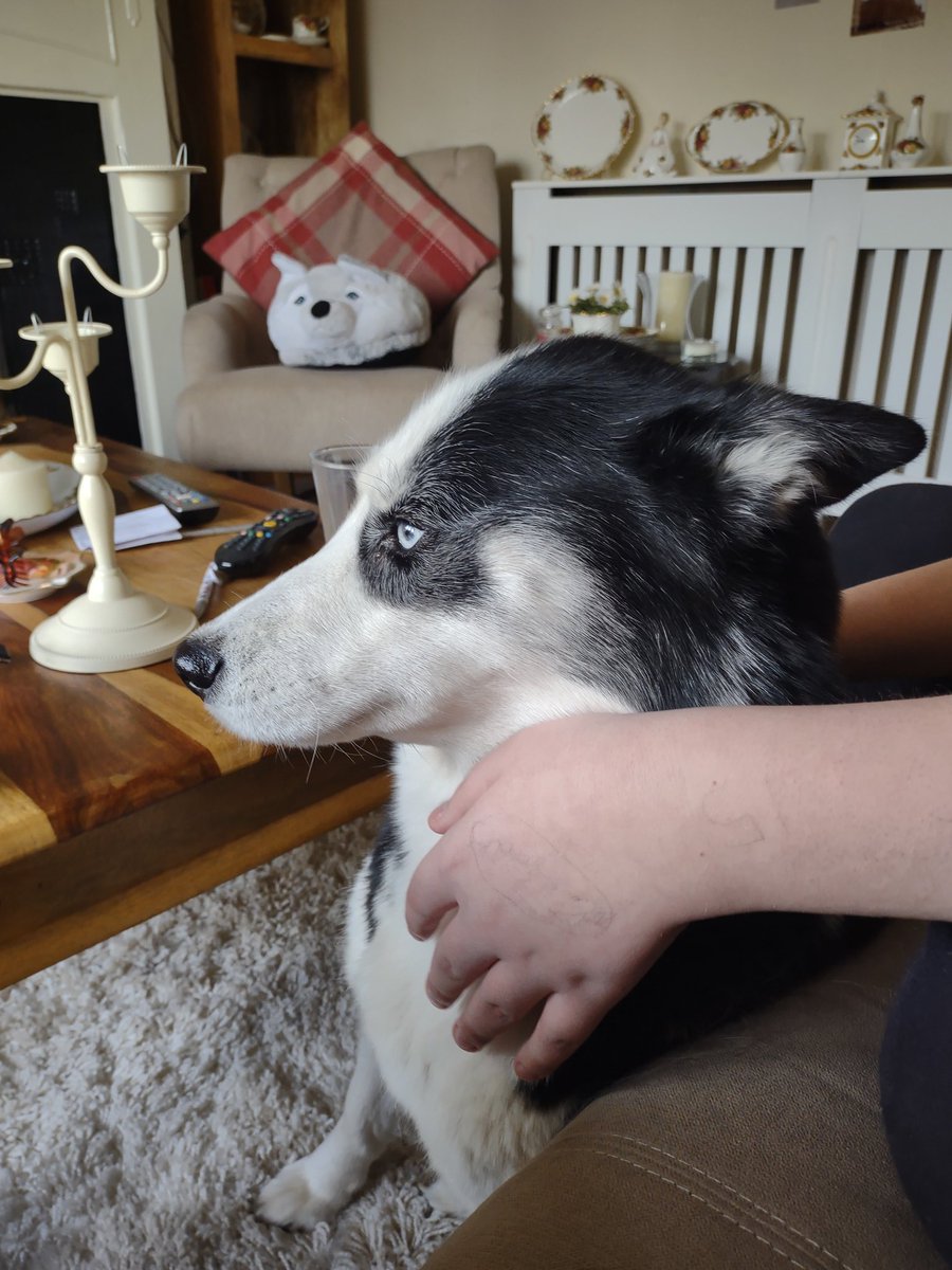 HuskyStories's tweet image. Diamond will take all the fusses she can get 

#siberianhusky #huskies 
#princessdiamond #dogsoftwitter