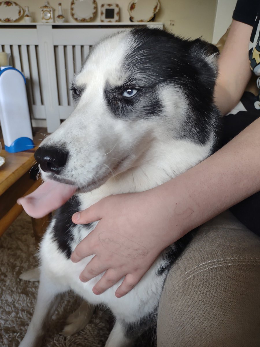 HuskyStories's tweet image. Diamond will take all the fusses she can get 

#siberianhusky #huskies 
#princessdiamond #dogsoftwitter