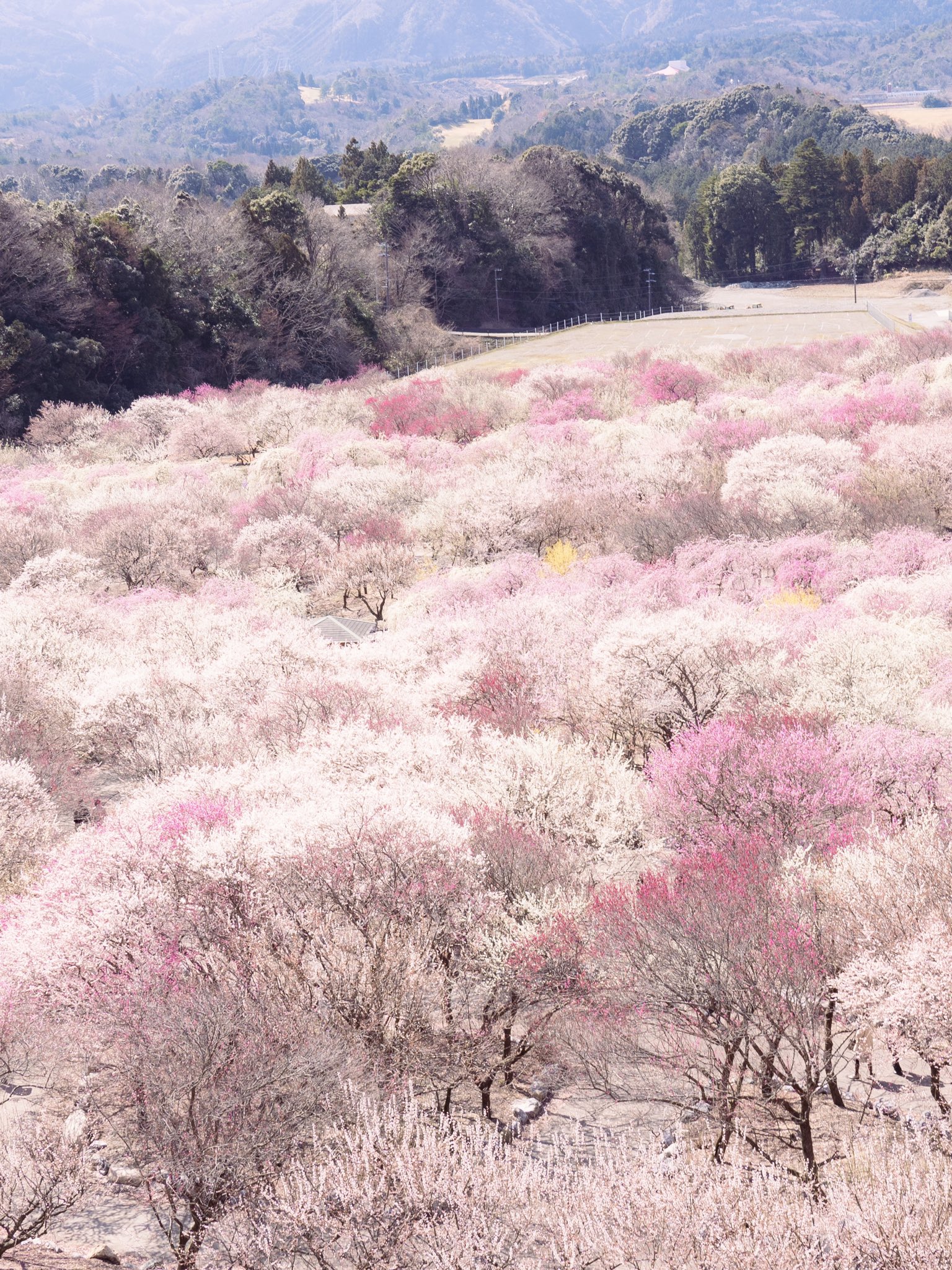 三谷ユカリ 三重県の梅が絶景でした 三谷ユカリ 三重県の梅が絶景でした