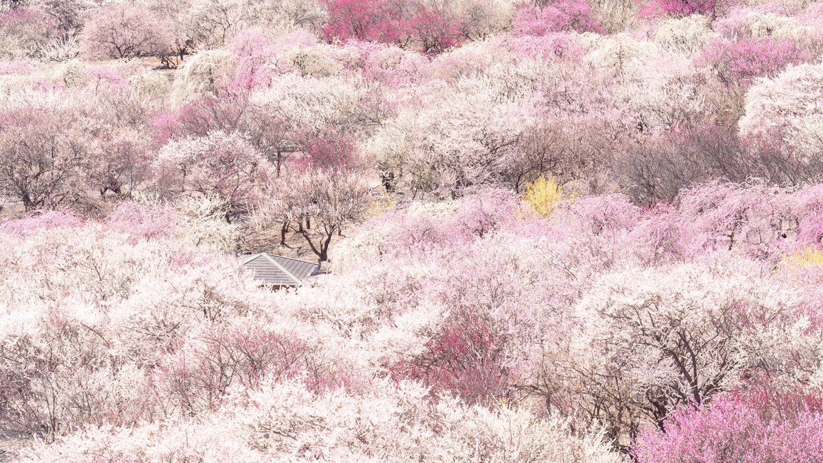 三重県の梅が絶景でした。