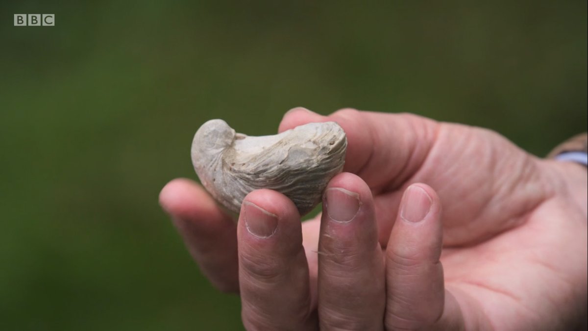jgilchrist13's tweet photo. @PtmurtonG GRAND TOURS OF SCOTLAND's LOCHS: Jim Blair o @lochabergeopark fossil-finding w @PtmurtonG. The Devil's Toenails...#Gryphaea #DevilsToenails #fossils #geology #LochaberGeopark #ScottishGeology #Lochaber #Scotland #GrandToursOfScotlandsLochs @scottishgeology
https://t.co/BsloT6baOM https://t.co/lORD13LDjP