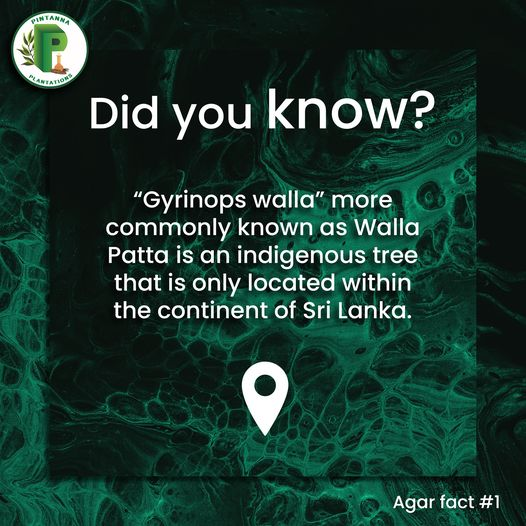 Pintannagroup's tweet photo. At Pintanna Estate situated in Ayagama, we nurture these valuable trees with great care and we look forward to reach international markets to bring more foreign direct investments into Sri Lanka. https://t.co/WcCD4mTY3i