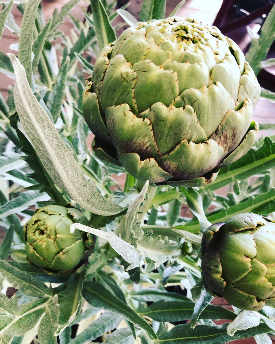サンパーク都城店 こんばんは とても珍しい花が入荷しましたよ アーティチョークです 限定5鉢のみの販売となりますので お買い求めの方はお急ぎください 宮崎 都城 サンパーク都城 アーティチョーク