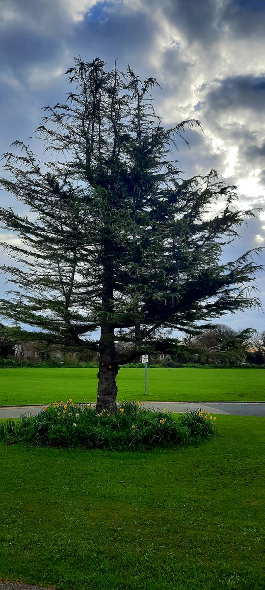 BrayInstituteFE's tweet image. &quot;Even if I knew tomorrow that the world would go to pieces, I would still plant my apple tree&quot;
Martin Luther
#nationaltreeweek2021 
Pictured is one of BIFE&apos;s magnificent trees located at the entrance to Reception. We are sure this tree could tell many stories from over the years