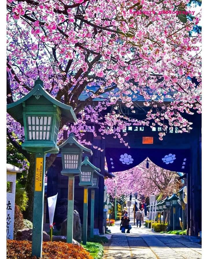 MyEasternStory's tweet photo. 🌸 Mitsuzoin Temple during #cherryblossom, Kawaguchi, Saitama Prefecture, Japan. 🇯🇵 ⛩ 🗻 
A moment like from a fairy story/movie...😍 🇯🇵 ⛩ 🗻 🌸
📸  unknown at the moment 😞

🐼 We are Eastern Story ⁣🧙👺

#EasternStory #Japan #MitsuzoinTemple #sakura https://t.co/TBAdZGlZoZ