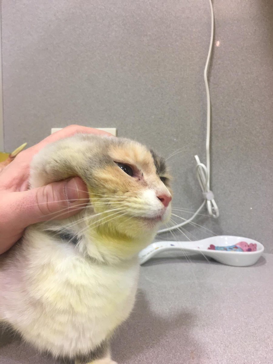 supermyri's tweet photo. De cuando mi marido llevó a la gata al veterinario porque amaneció amarilla fosforita y hasta que no estuvo en la consulta no se acordó de que había hecho pinchos adobados para cenar, y había dejado la sartén sin fregar. https://t.co/Iy11uWceWB