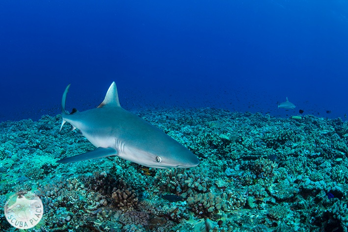 TheScuba_Place's tweet photo. Our #sharkweek continues with the Grey Reef Shark! With a top speed of 25mph, you don't want to get into a swimming race with these guys!๐๐ฎ
#shark #greyreef #greyreefshark #travel #scuba #scubadiving #buceo #marinelife #ocean #scubatravel #padi https://t.co/wnQqqy0wP2