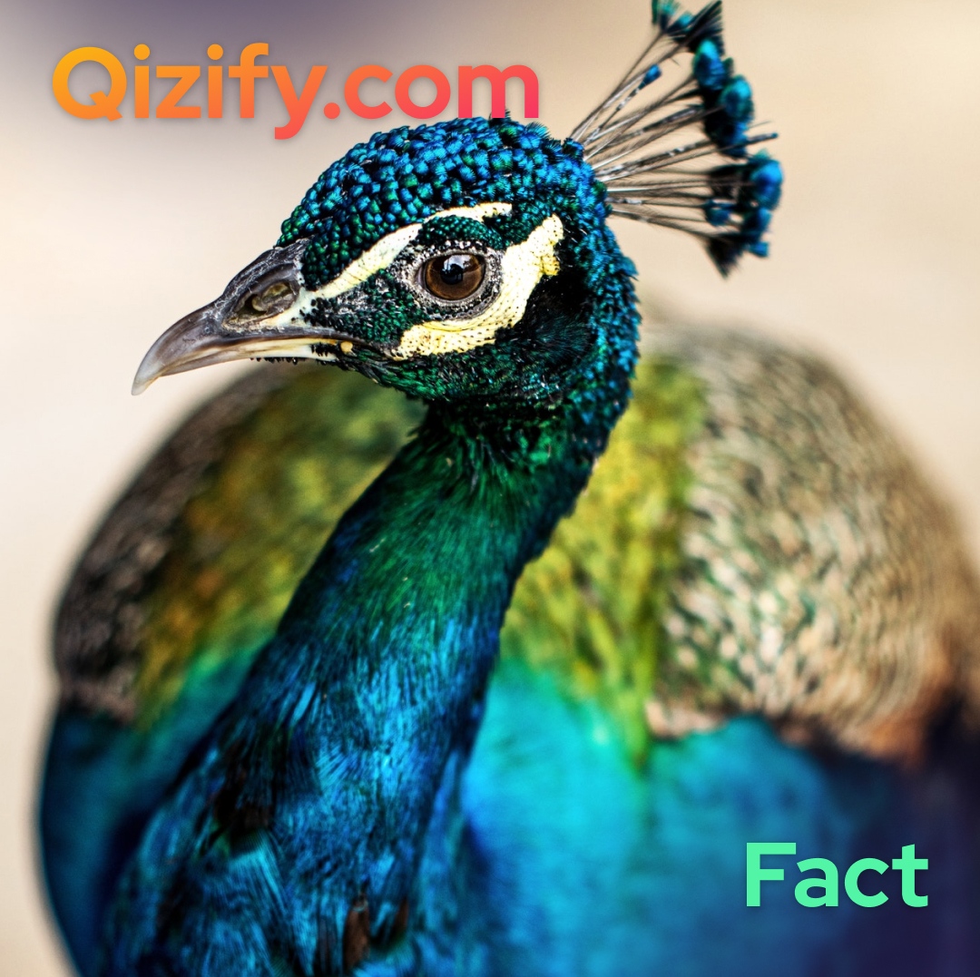 qizify's tweet photo. 🇺🇸  What is the name of a female peacock?

The term "peacock" is commonly used to refer to birds of both sexes. Technically, only males are peacocks. Females are peahens, and together, they are called peafowl.

#qizify #trivia #pubquiz #peacock #facts https://t.co/QWccZtU66W